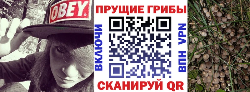 Псилоцибиновые грибы Cubensis  где купить   Киселёвск 